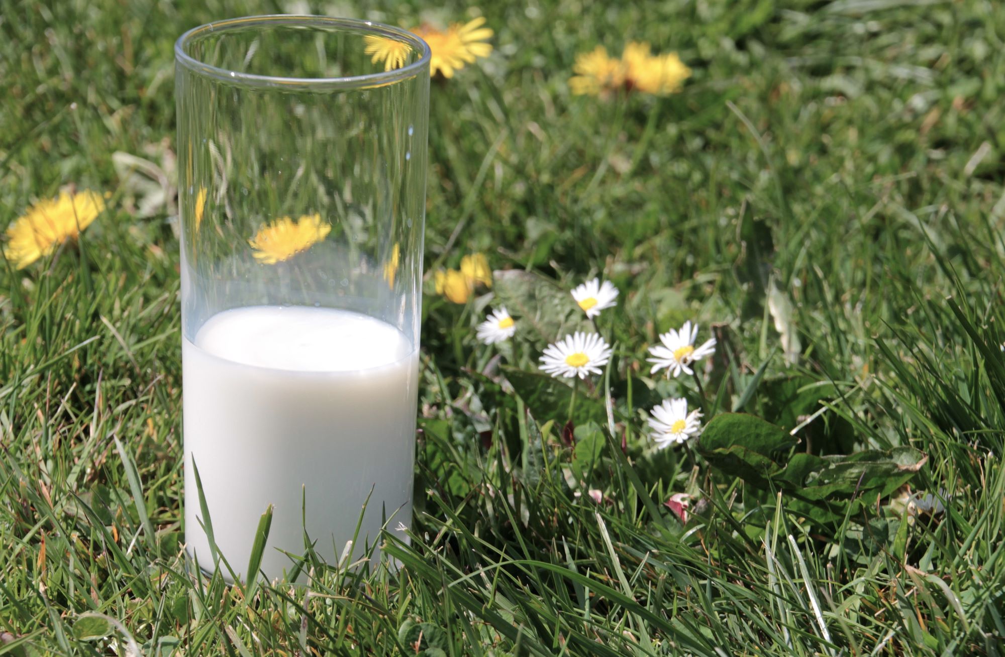 Stammt die Milch in Zukunft noch von Kühen?